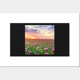 Sunset Fields of Purple Tulip Flowers Posters and Art